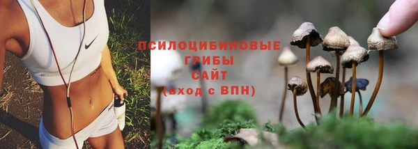хмурый Аркадак